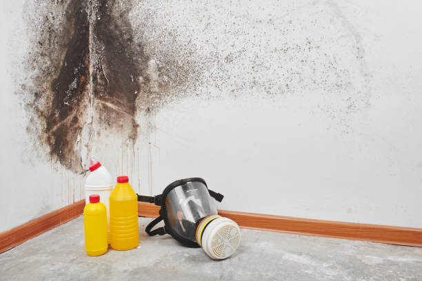Best Commercial Mold Removal  in Kana, UT