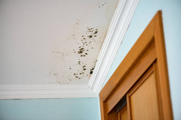 Best Toxic Mold Removal  in Kana, UT