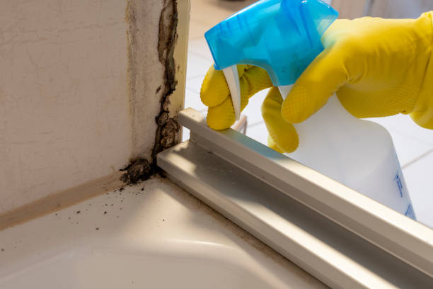 Best Fast Mold Removal  in Kana, UT