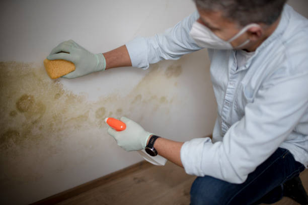Best Certified Mold Removal  in Kana, UT