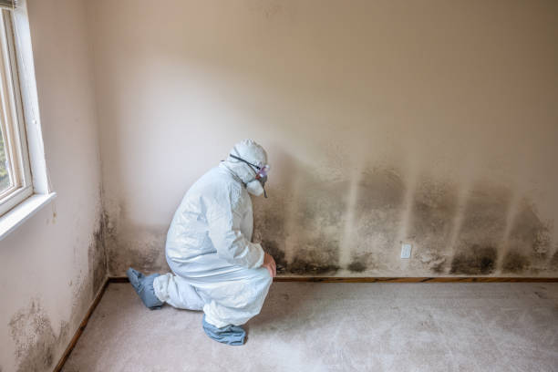 Attic Mold Removal in Kana, UT