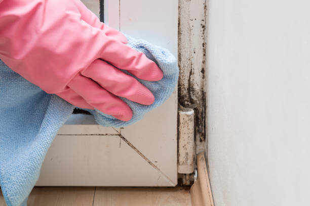 Best Same-Day Mold Removal  in Kana, UT