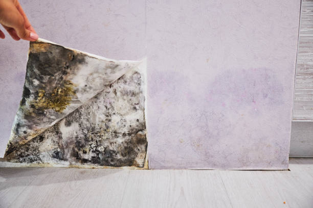 Best Residential Mold Removal  in Kana, UT